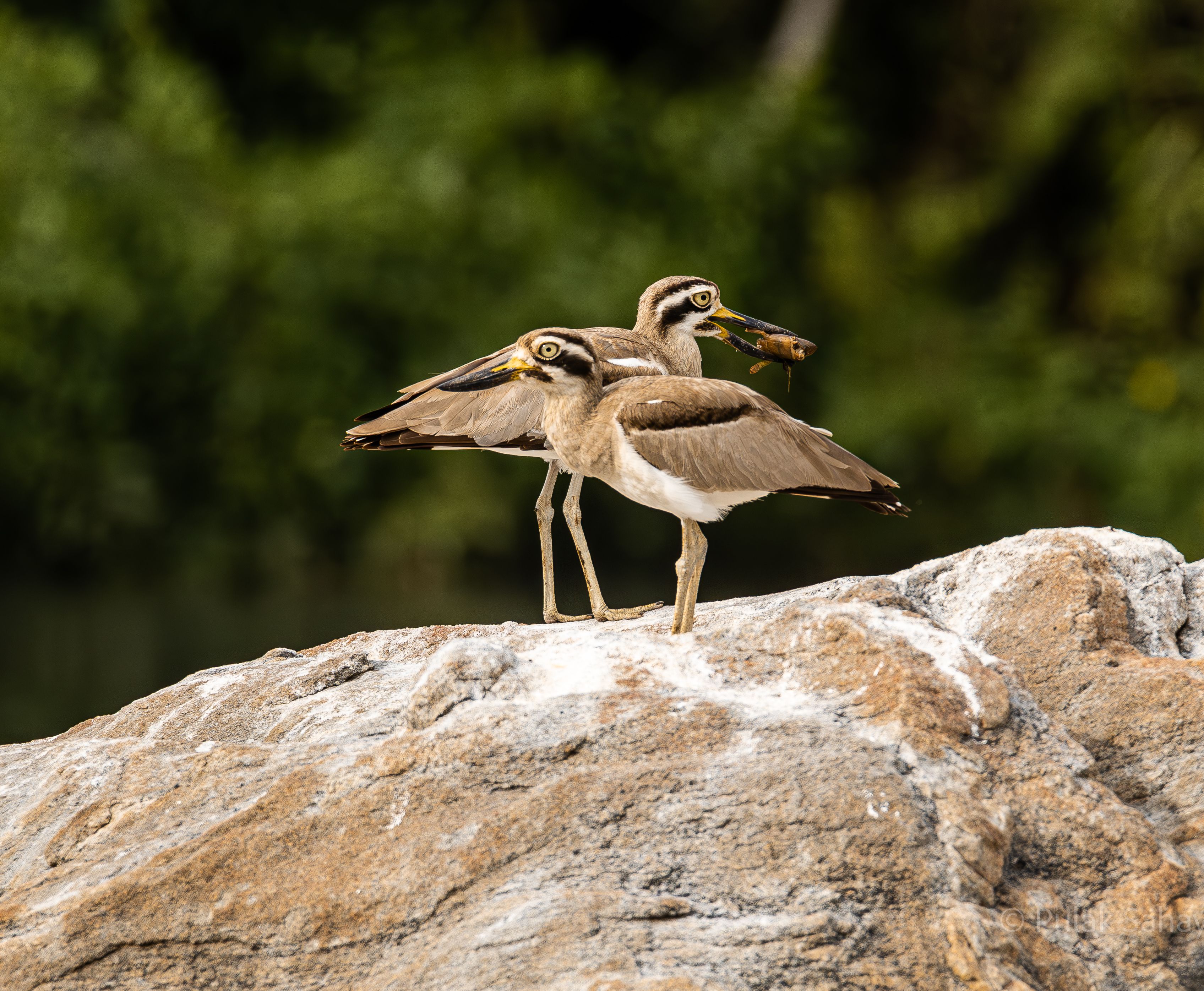 Thick knee with meal in beak